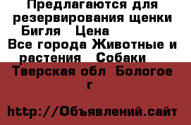 Предлагаются для резервирования щенки Бигля › Цена ­ 40 000 - Все города Животные и растения » Собаки   . Тверская обл.,Бологое г.